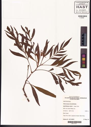 Stenocarpus davallioides D. Foreman & B. Hyland