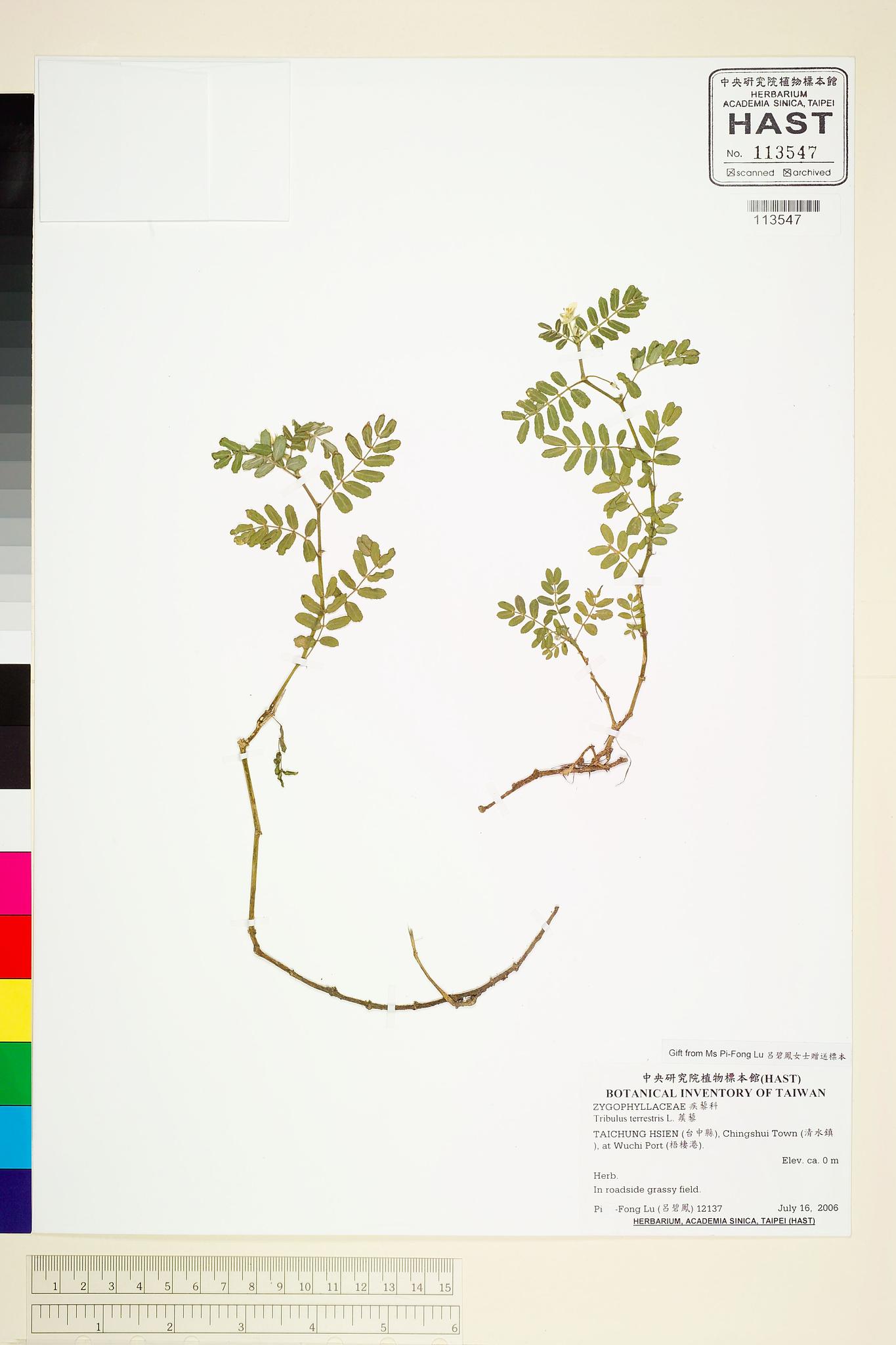 Sample image for viewer