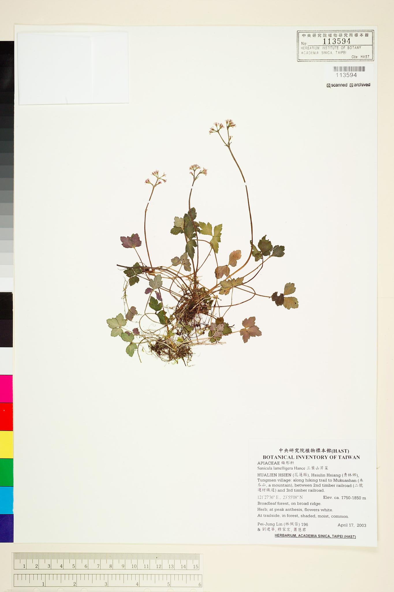 Sample image for viewer