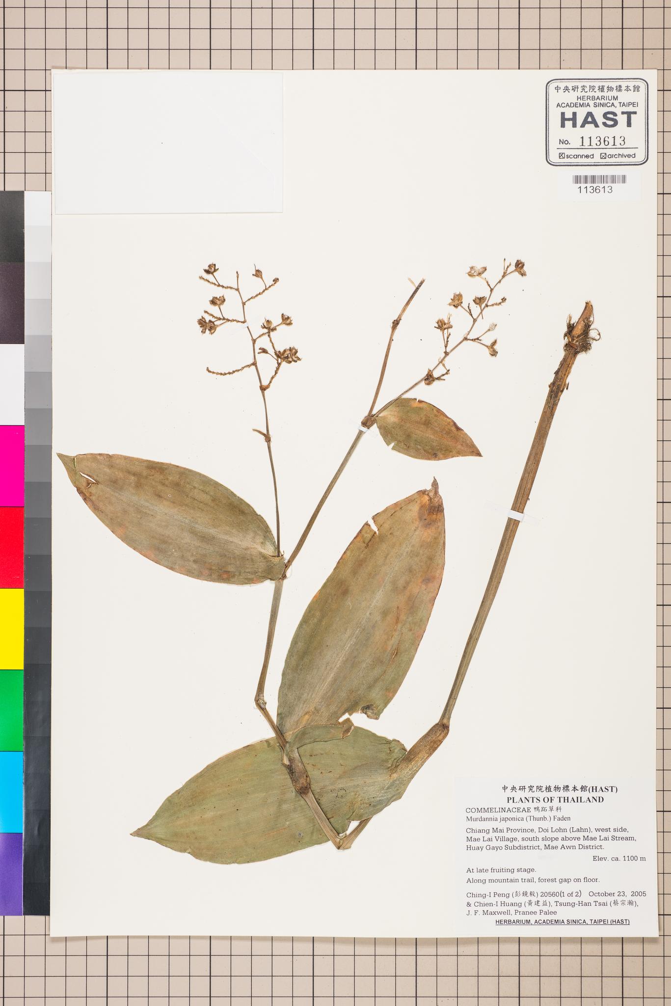 Sample image for viewer