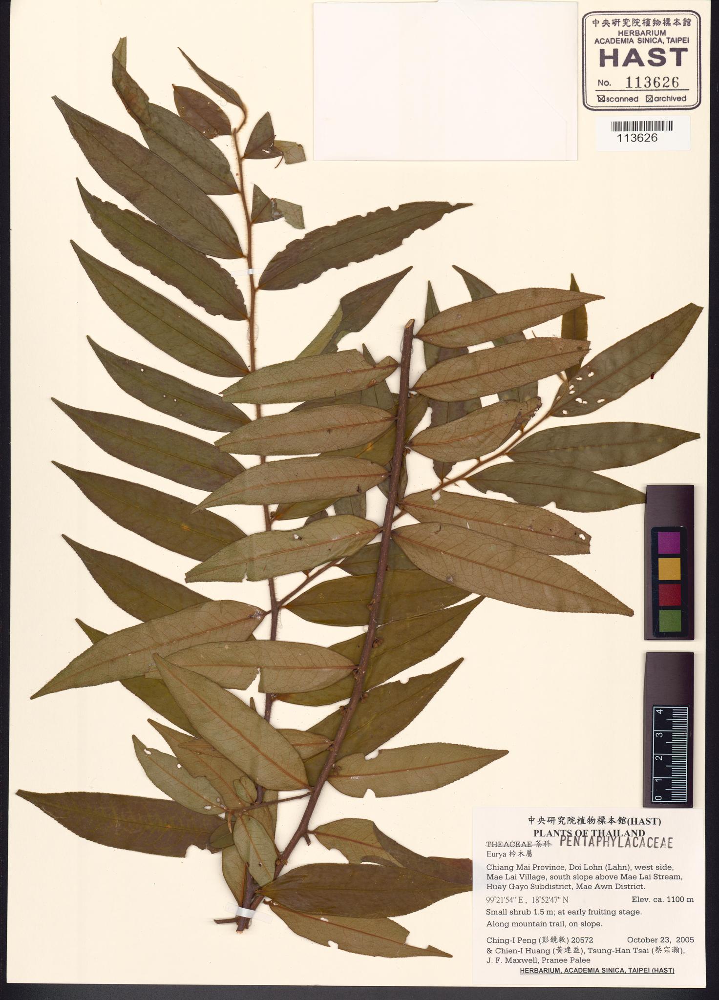 Sample image for viewer