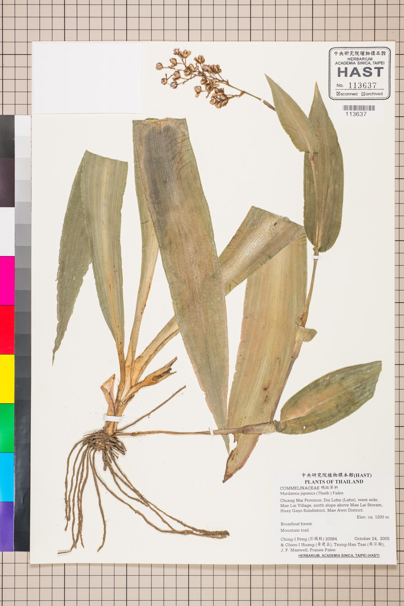 Sample image for viewer