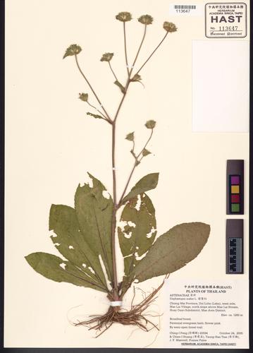Elephantopus scaber L.