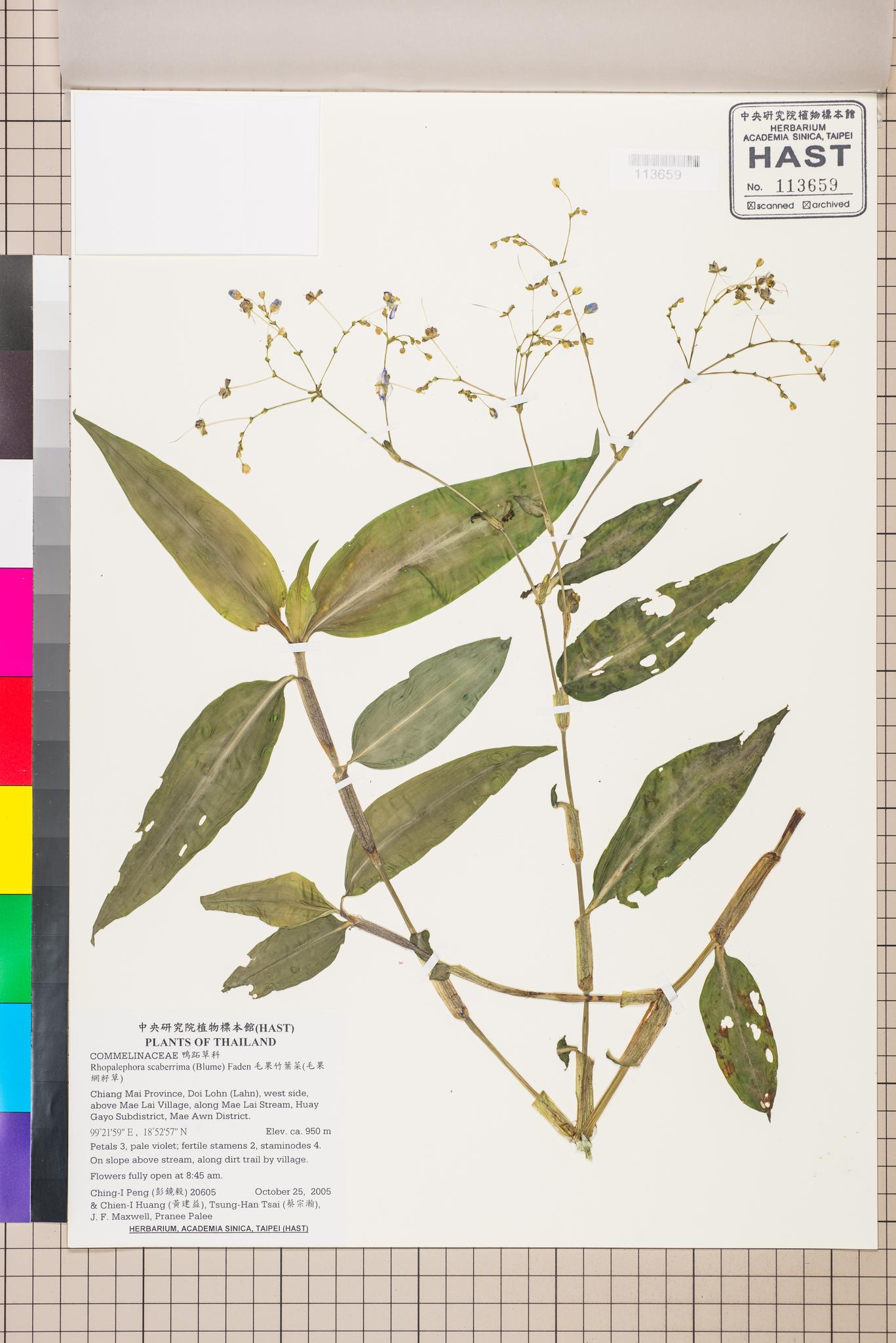 Sample image for viewer