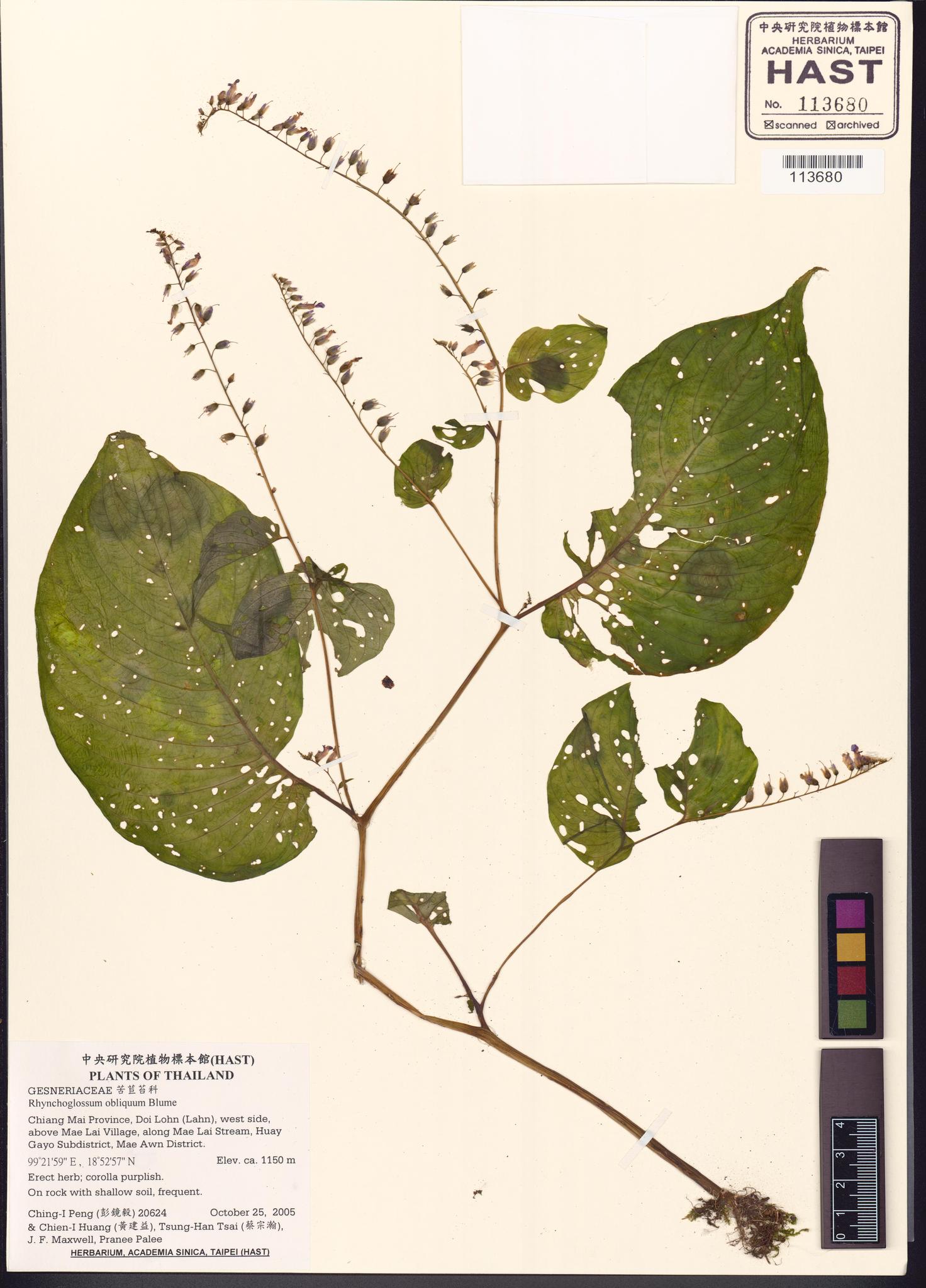 Sample image for viewer