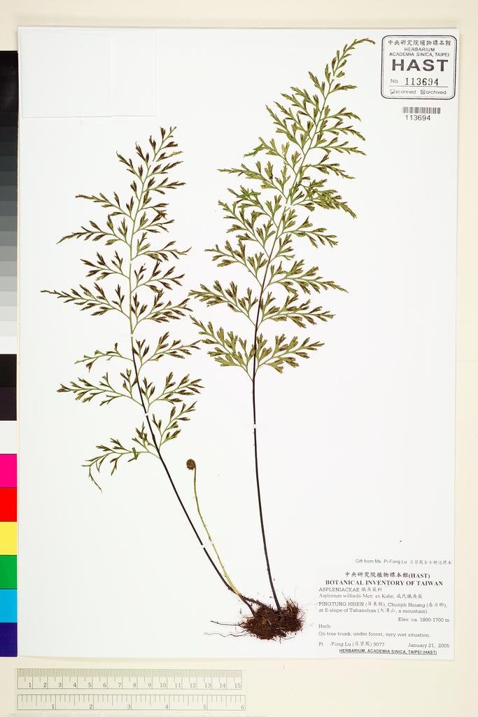 <Unit #68086 Lu, Pi-Fong | 呂碧鳳 | 9077:: | Asplenium wilfordii Mett. ex Kuhn.>