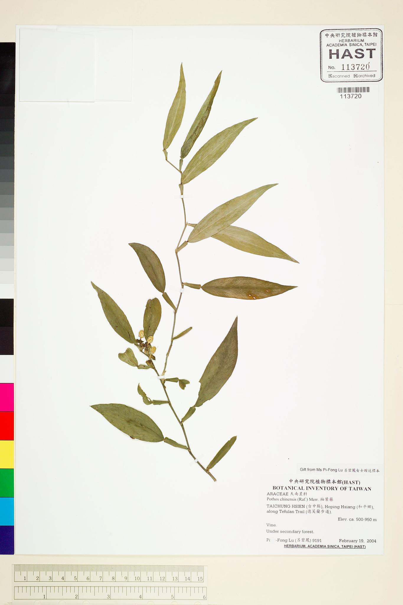 Sample image for viewer