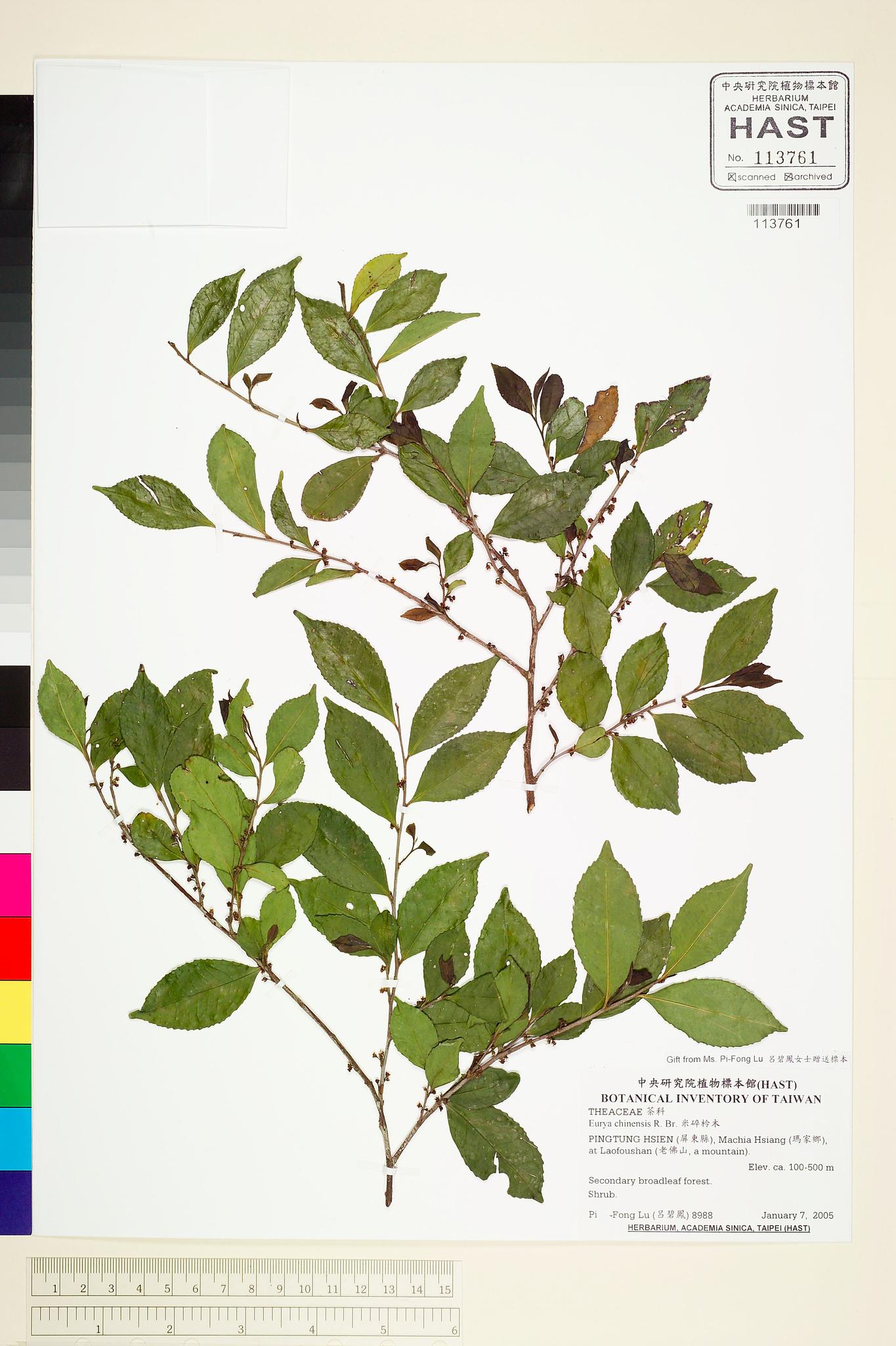 Sample image for viewer