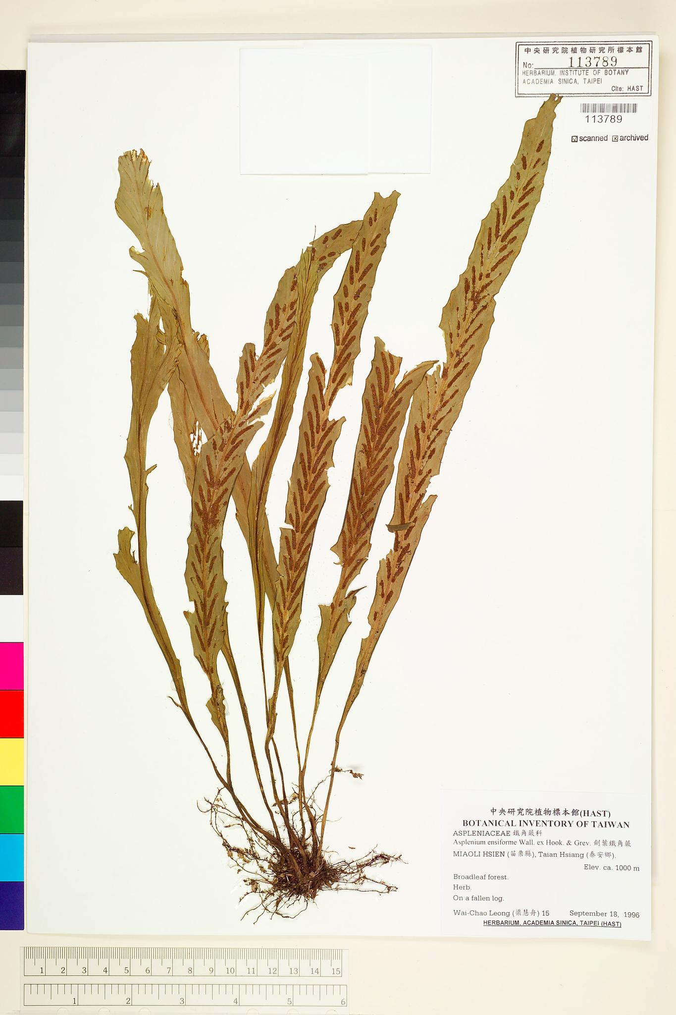 Sample image for viewer