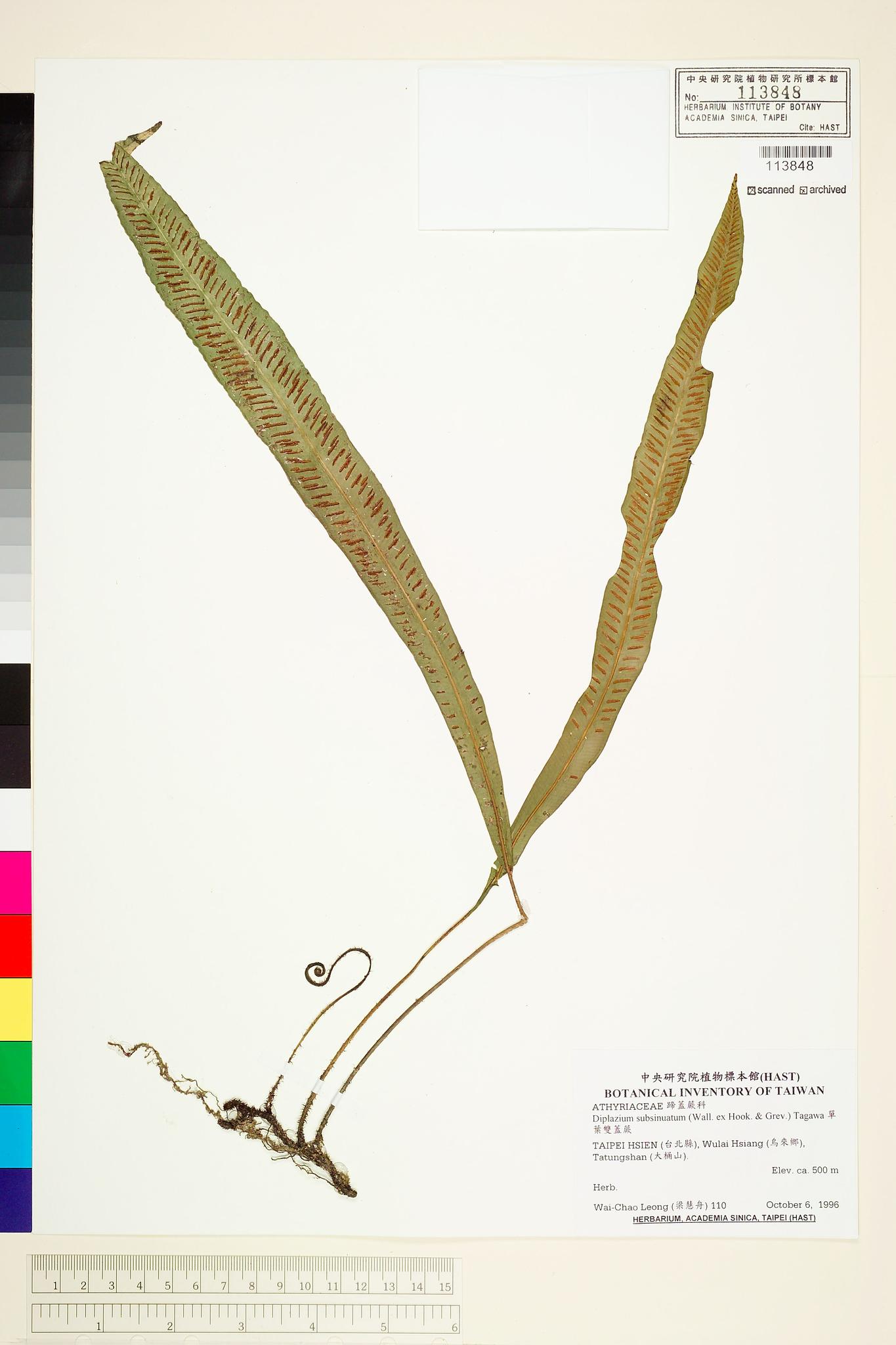 Sample image for viewer