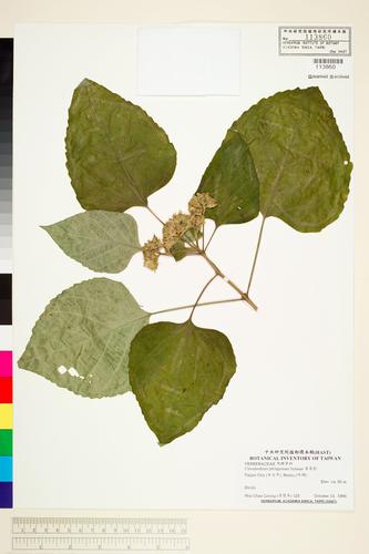 Clerodendrum philippinum Schauer