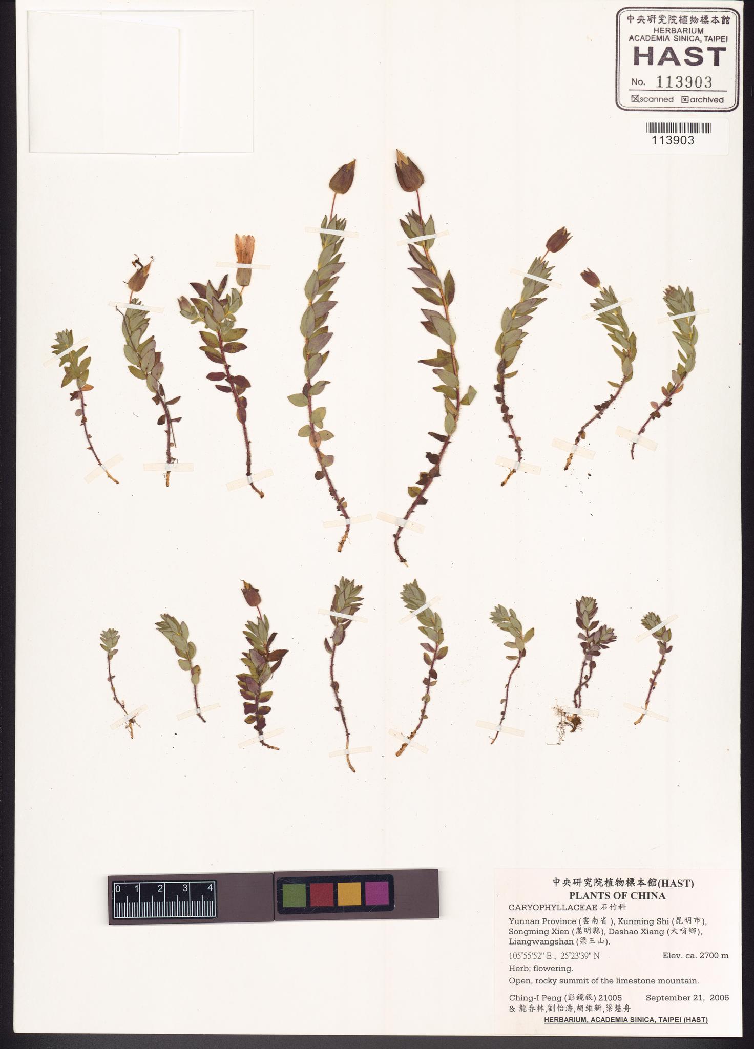 Sample image for viewer