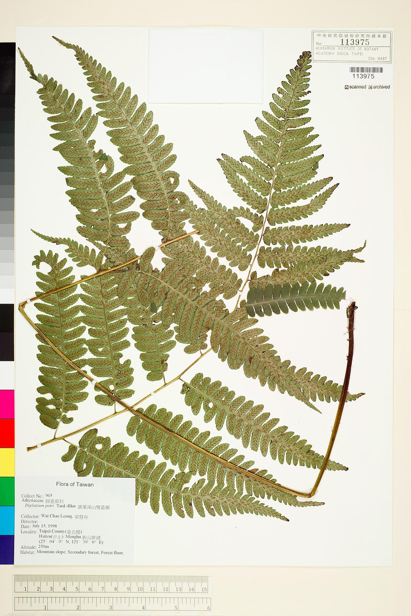 Sample image for viewer