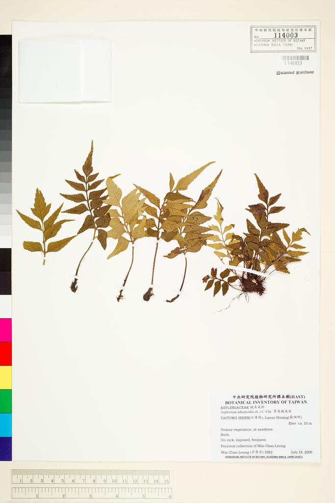 <Unit #46833 Leong, Wai-Chao | 梁慧舟 | 1953:: | Asplenium adiantoides (L.) C. Chr.>