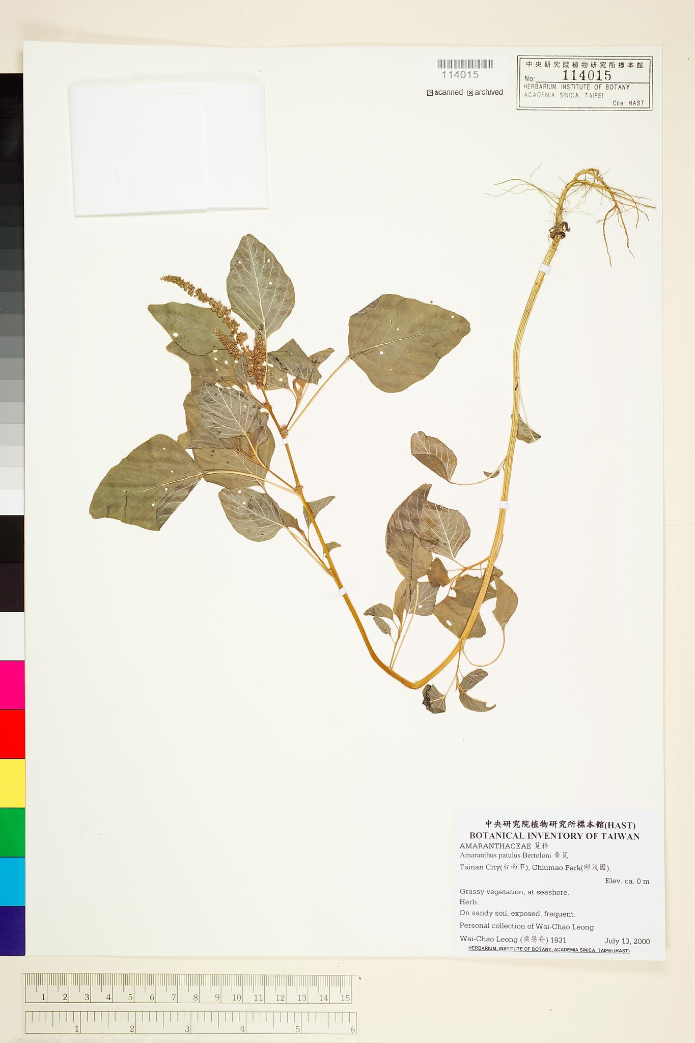 Sample image for viewer