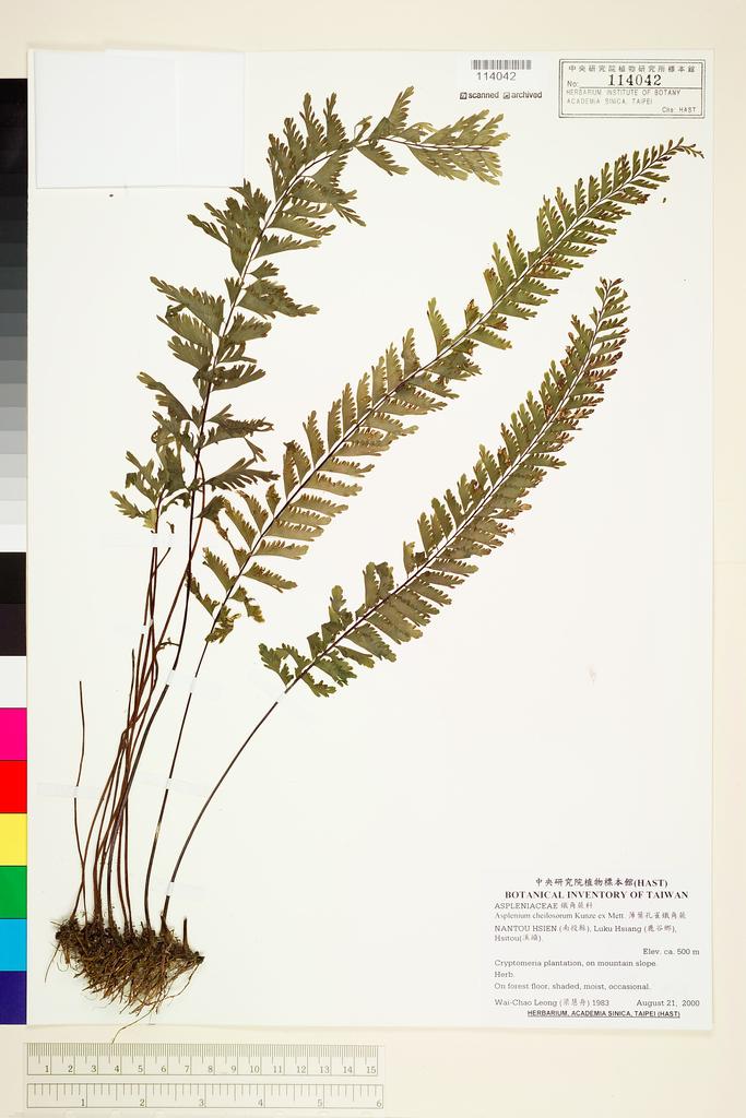<Unit #47790 Leong, Wai-Chao | 梁慧舟 | 1983:: | Asplenium cheilosorum Kunze ex Mett.>
