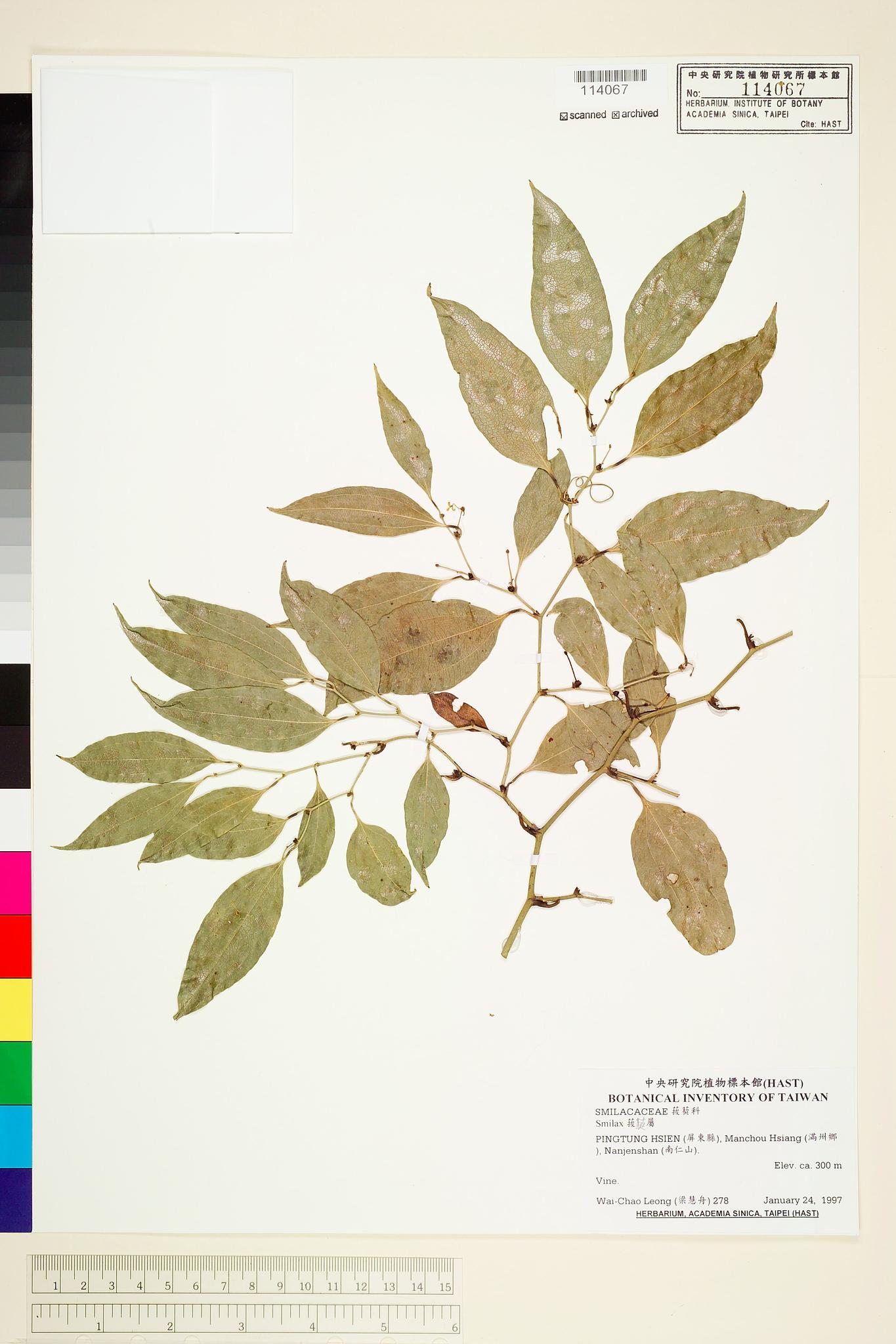 Sample image for viewer