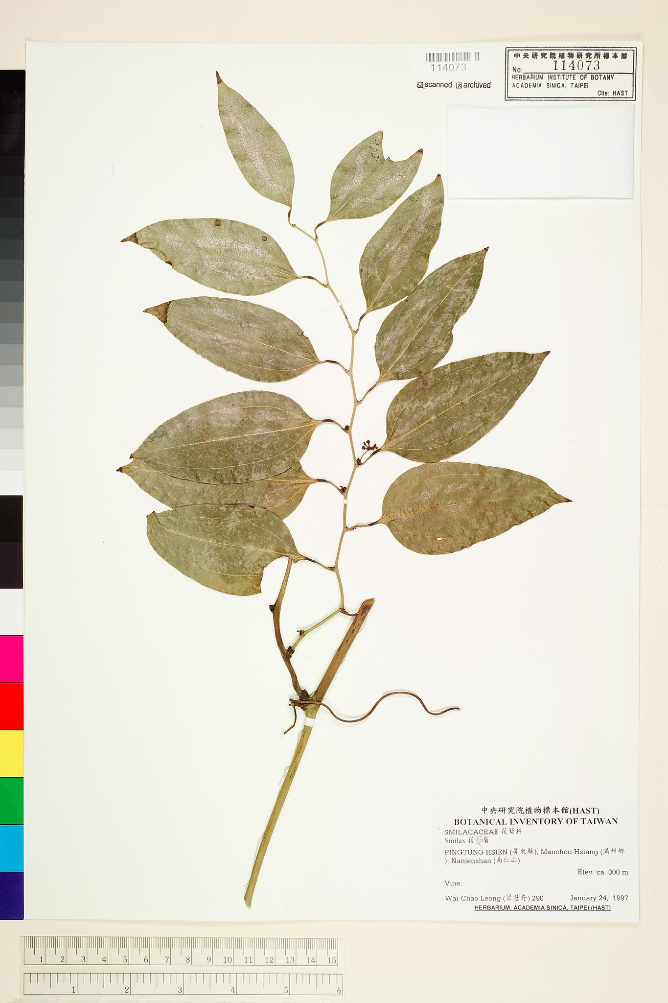 Sample image for viewer