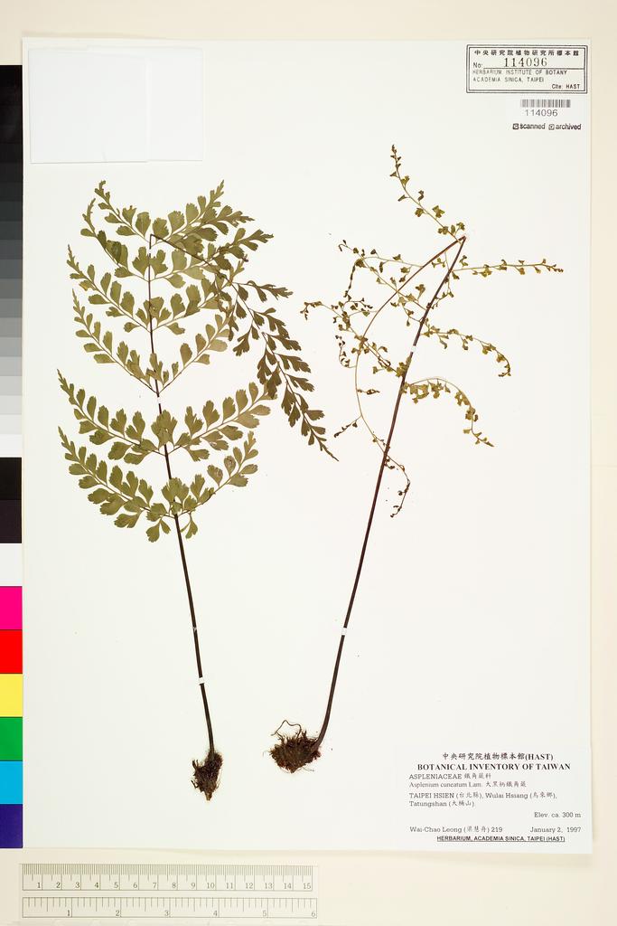 <Unit #69729 Leong, Wai-Chao | 梁慧舟 | 219:: | Asplenium cuneatum Lam.>