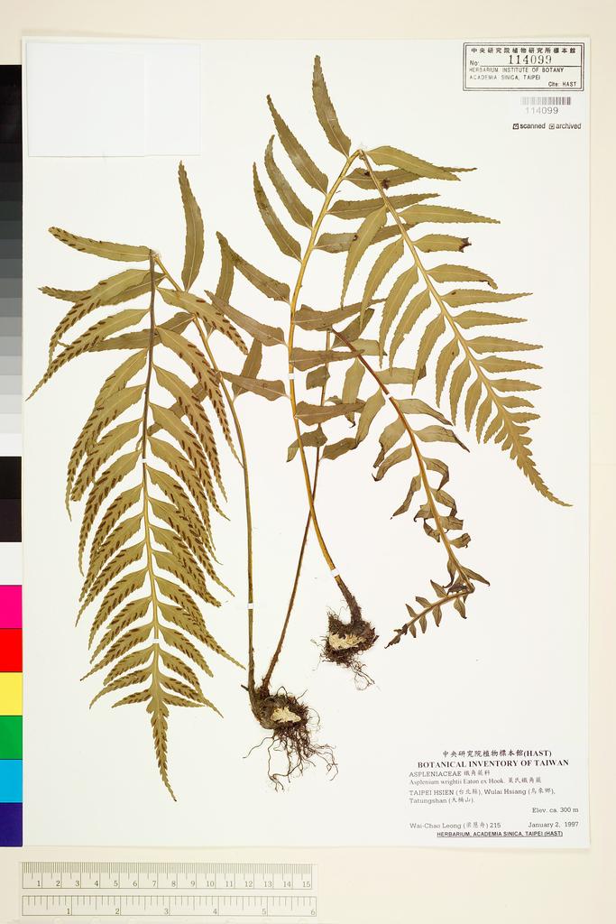 <Unit #69724 Leong, Wai-Chao | 梁慧舟 | 215:: | Asplenium wrightii Eaton ex Hook.>