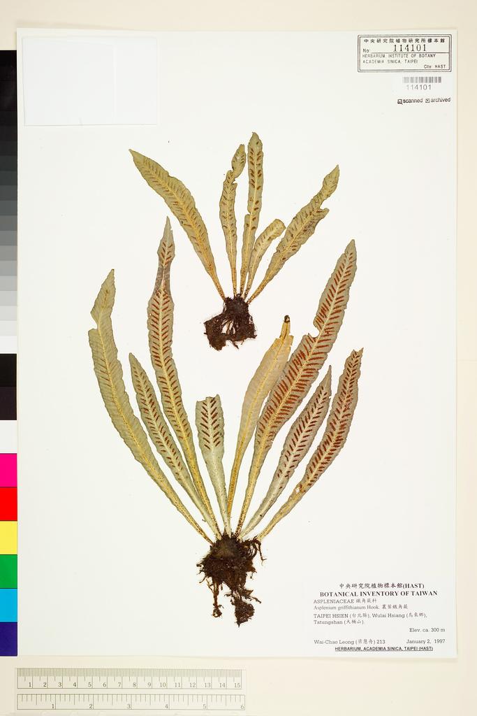 <Unit #69722 Leong, Wai-Chao | 梁慧舟 | 213:: | Asplenium griffithianum Hook.>