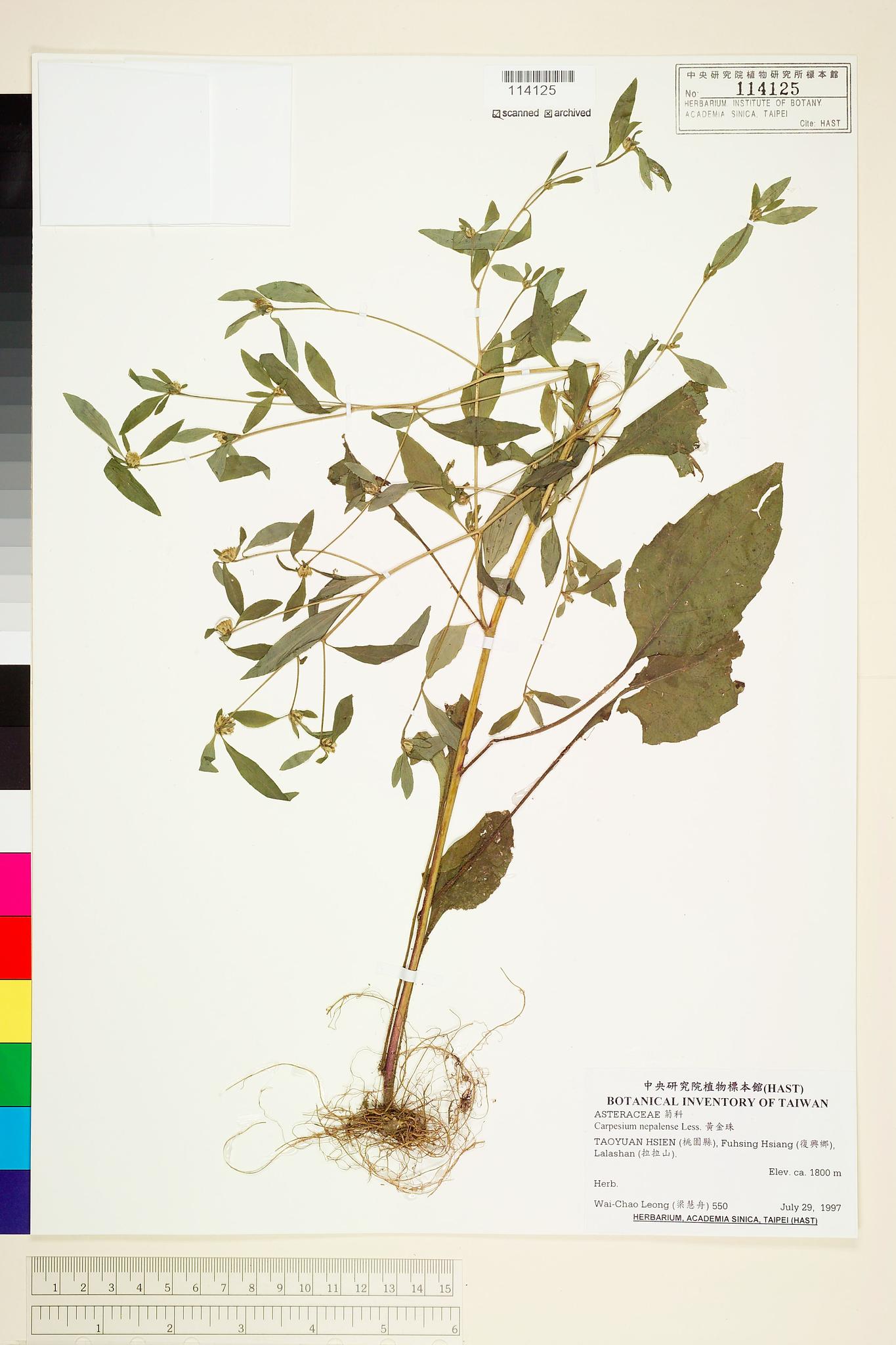 Sample image for viewer