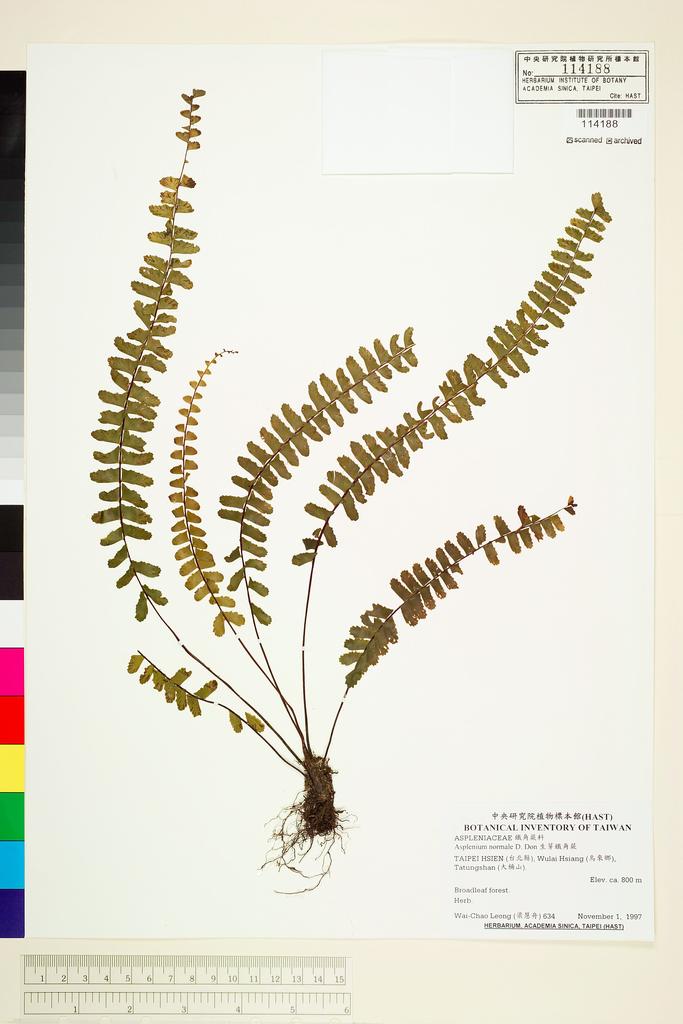 <Unit #70089 Leong, Wai-Chao | 梁慧舟 | 634:: | Asplenium normale D. Don>