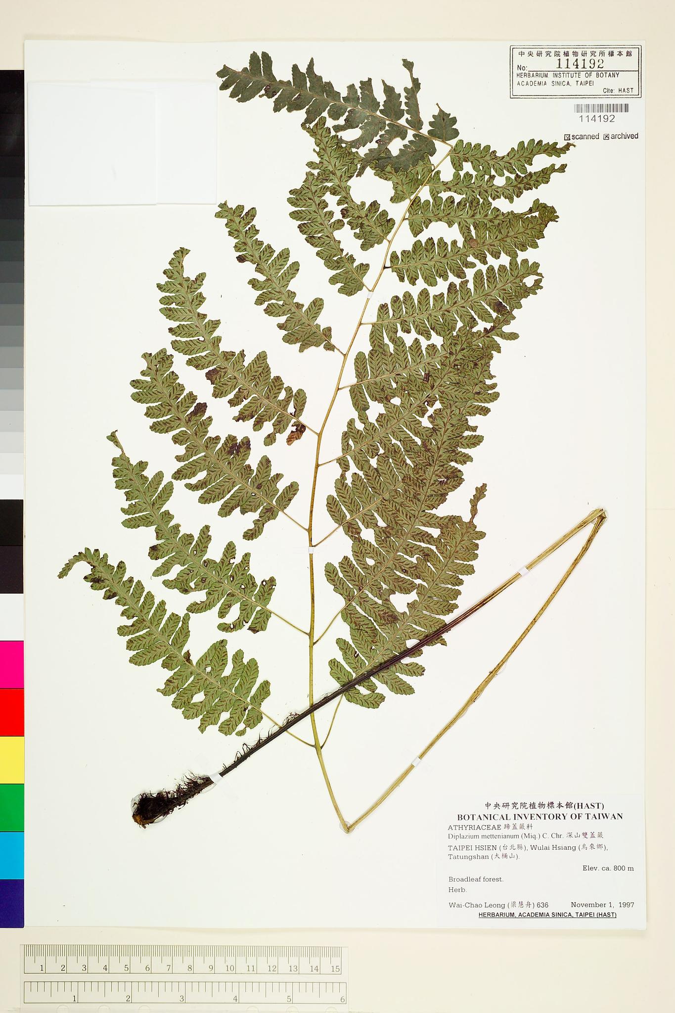 Sample image for viewer