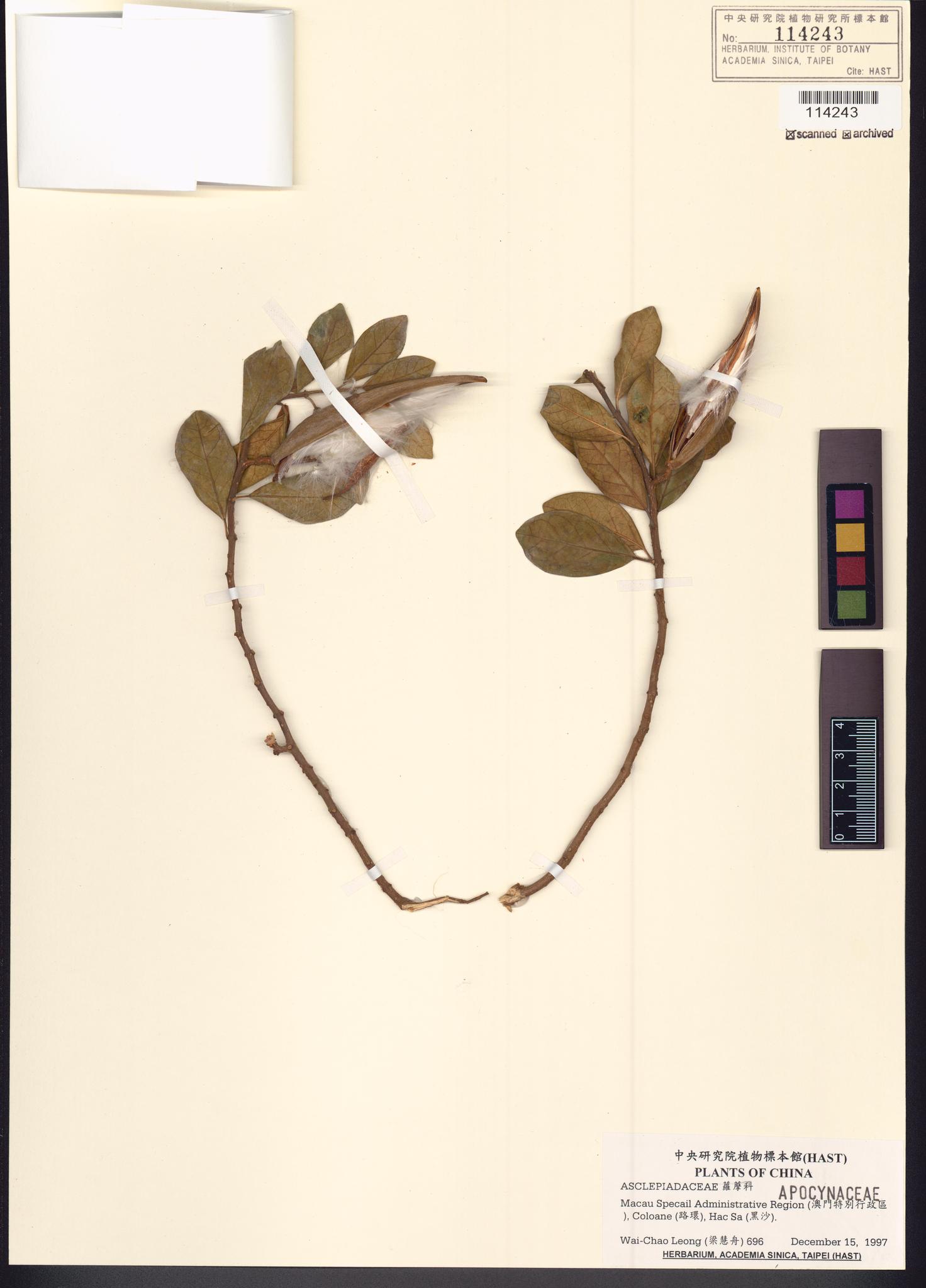 Sample image for viewer