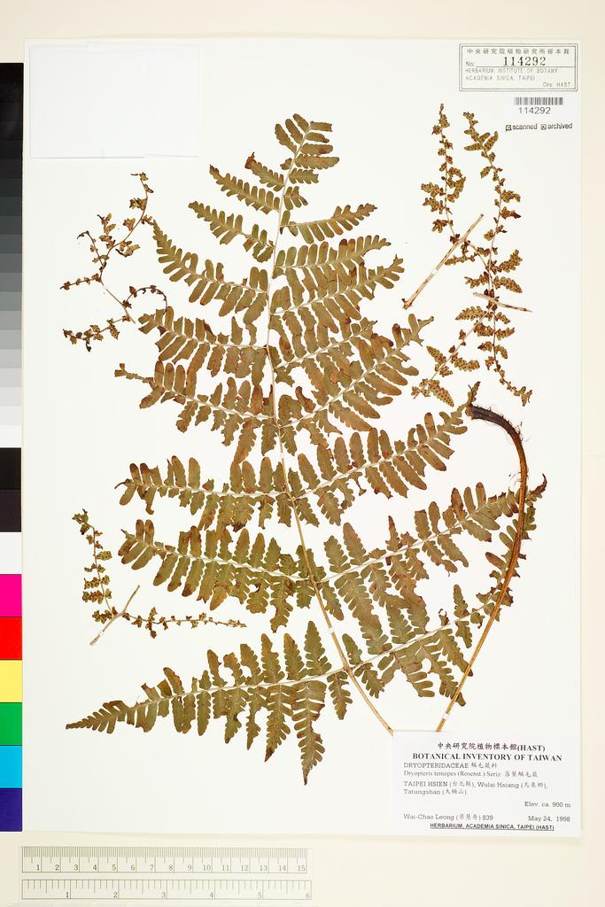 <Unit #70284 Leong, Wai-Chao | 梁慧舟 | 839:: | Dryopteris tenuipes (Rosenst.) Seriz.>