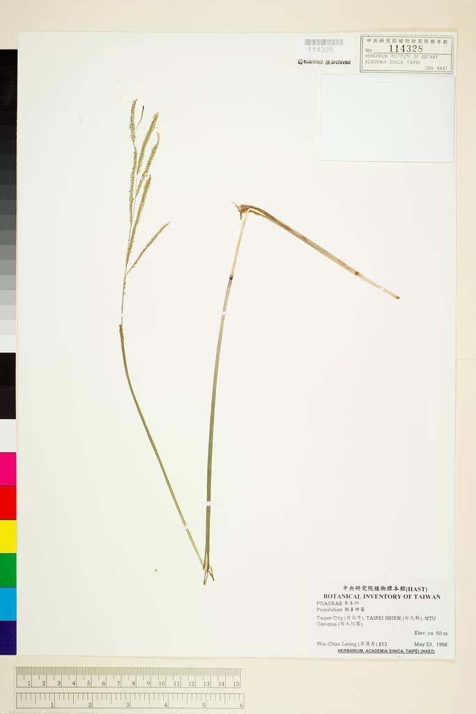 <Unit #70252 Leong, Wai-Chao | 梁慧舟 | 813:: | Paspalidium>