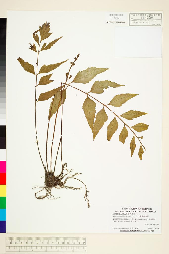 <Unit #70308 Leong, Wai-Chao | 梁慧舟 | 920:: | Asplenium adiantoides (L.) C. Chr.>