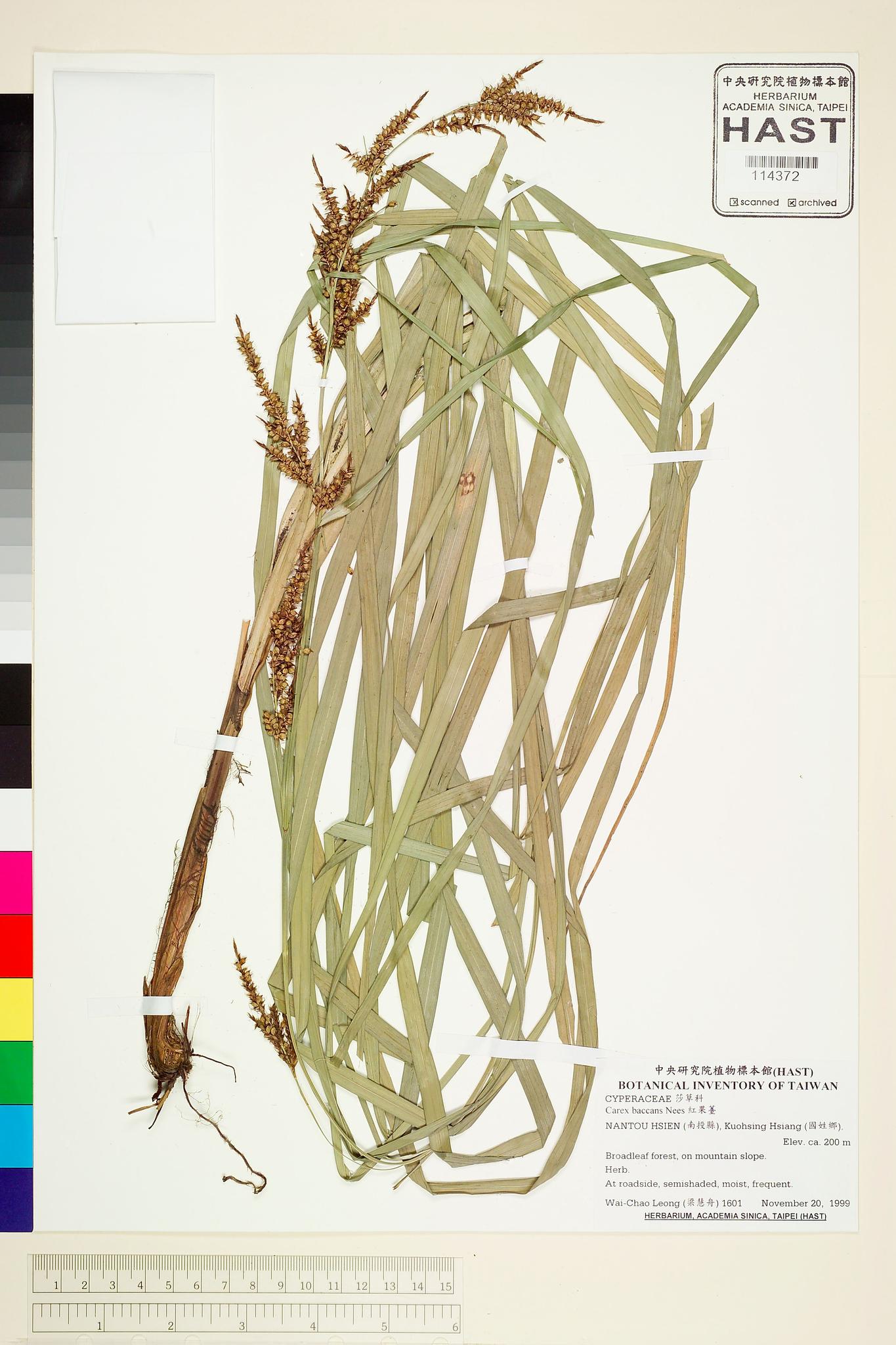 Sample image for viewer