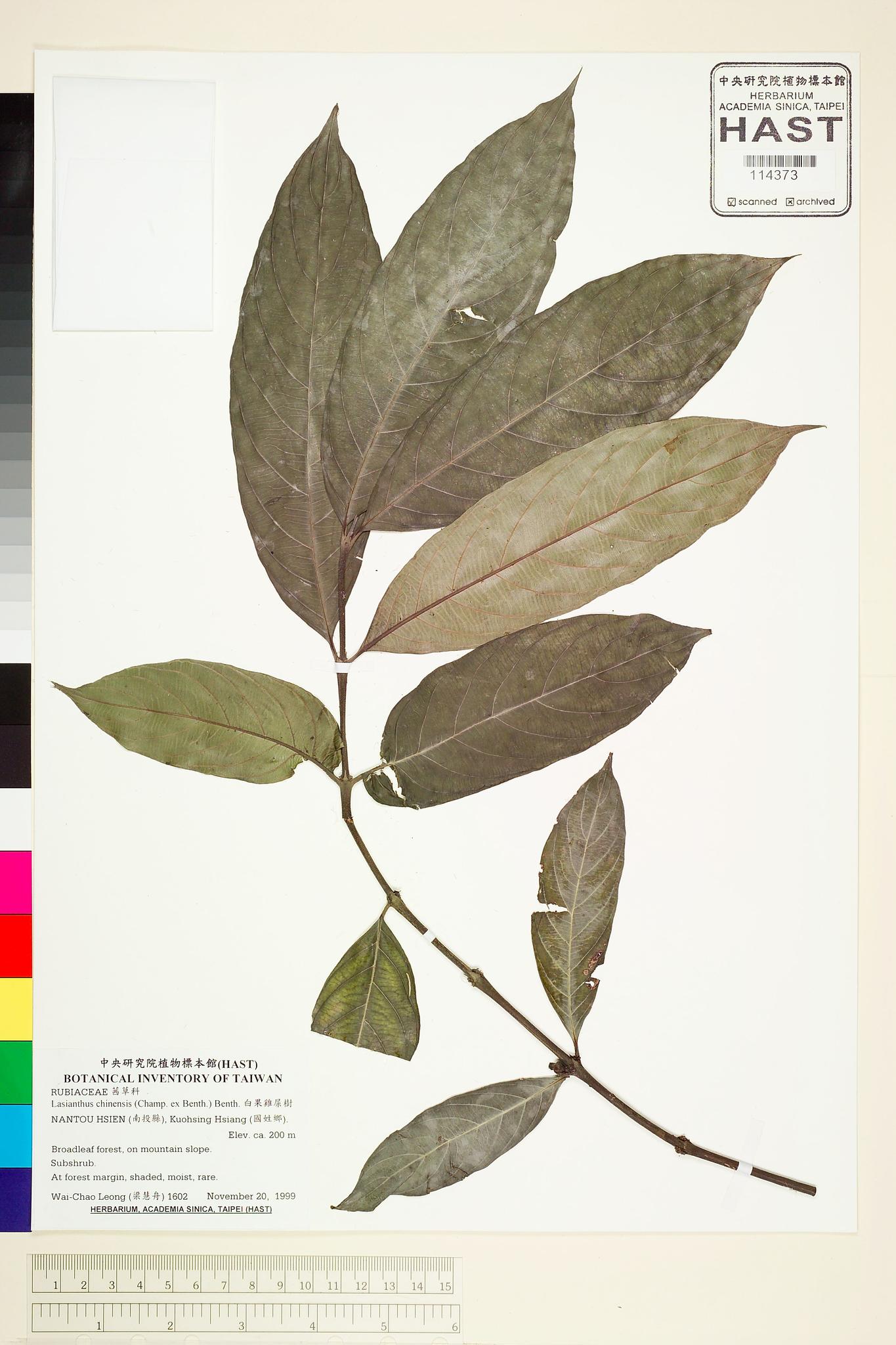 Sample image for viewer