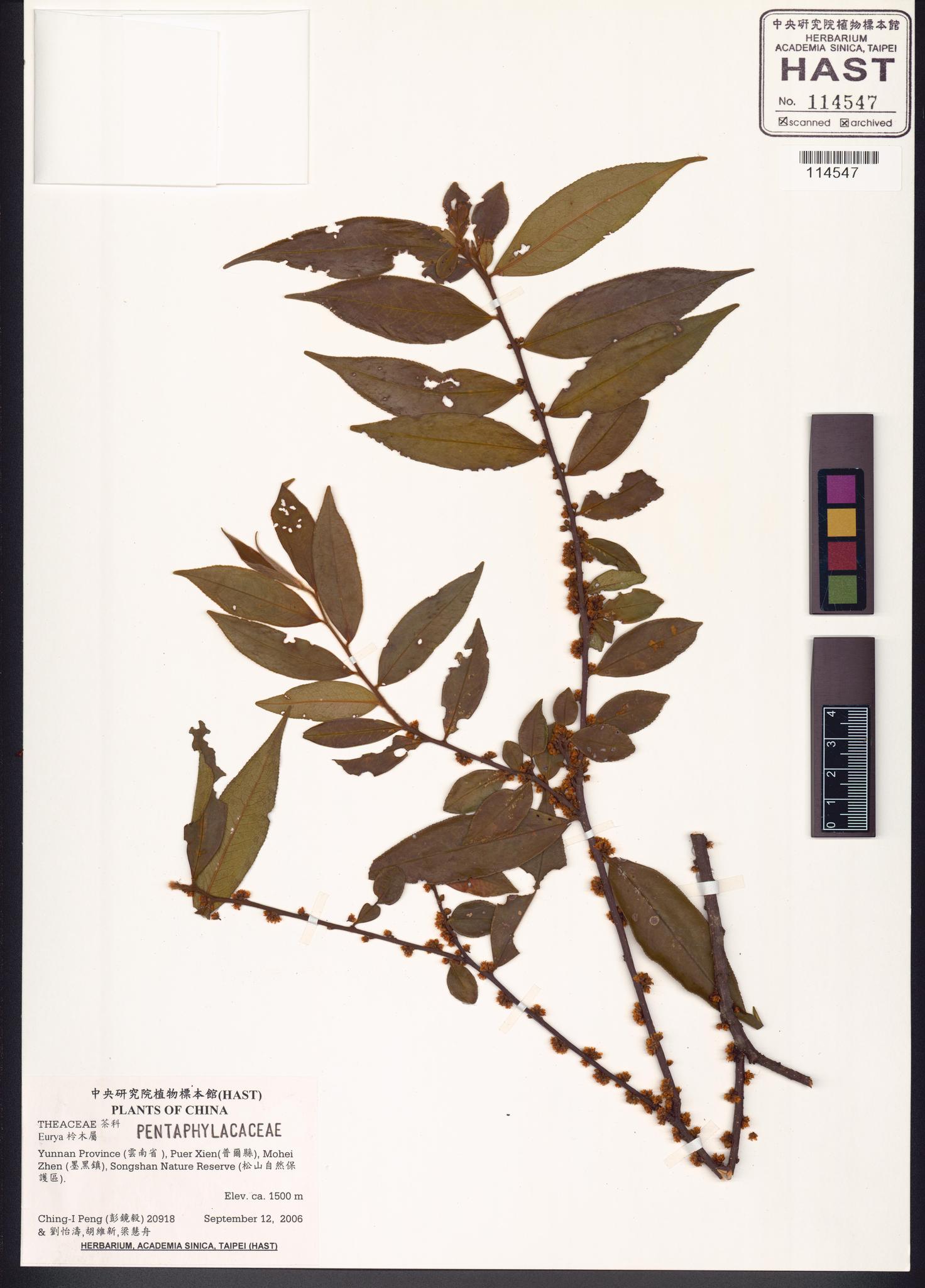 Sample image for viewer