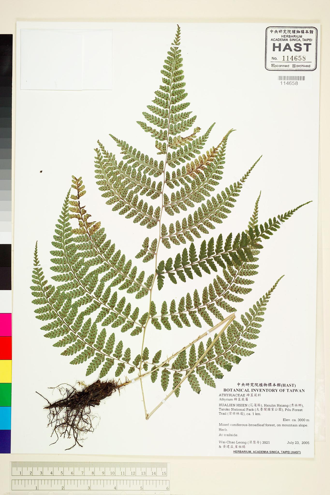 Sample image for viewer