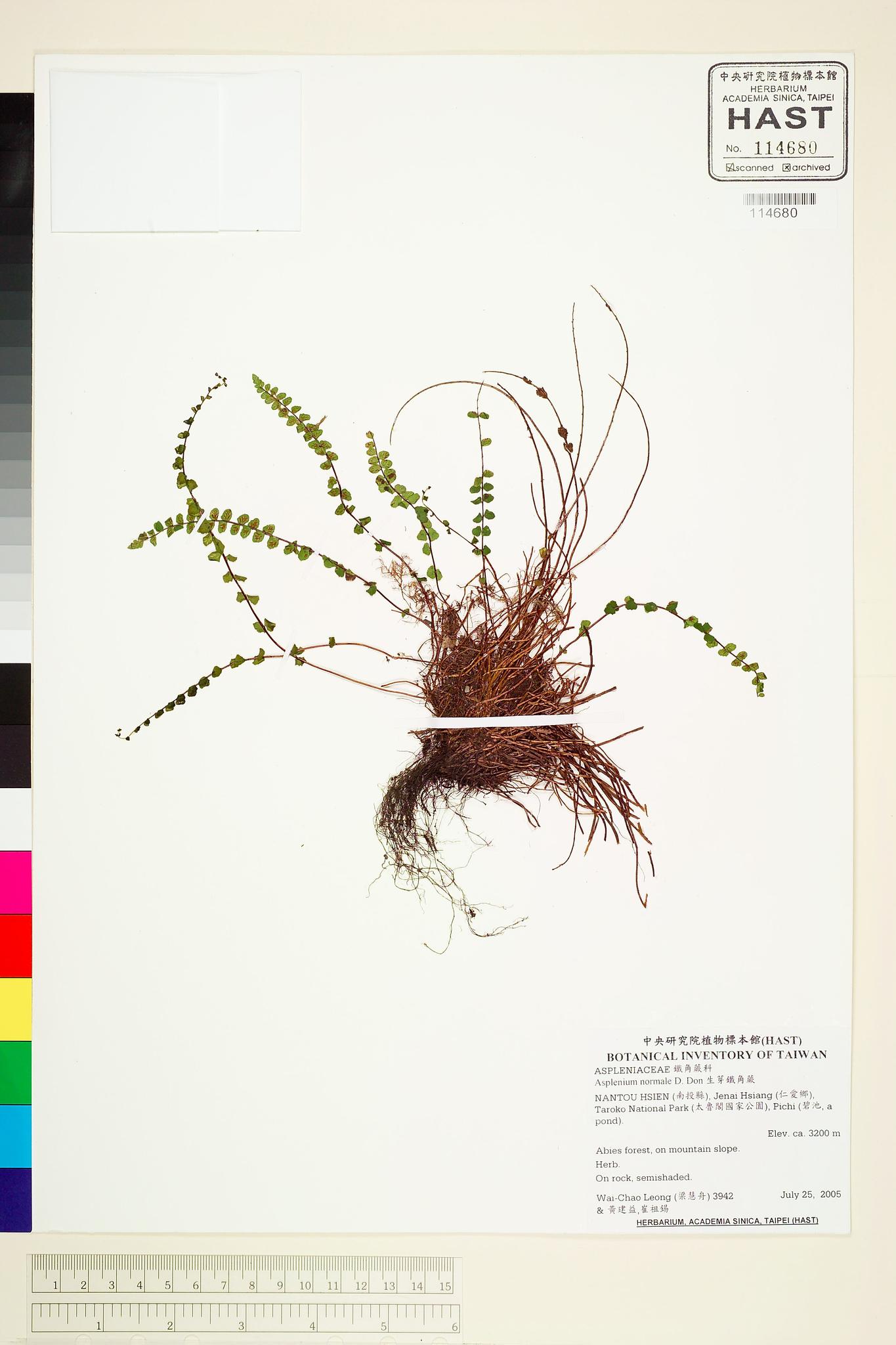 Sample image for viewer