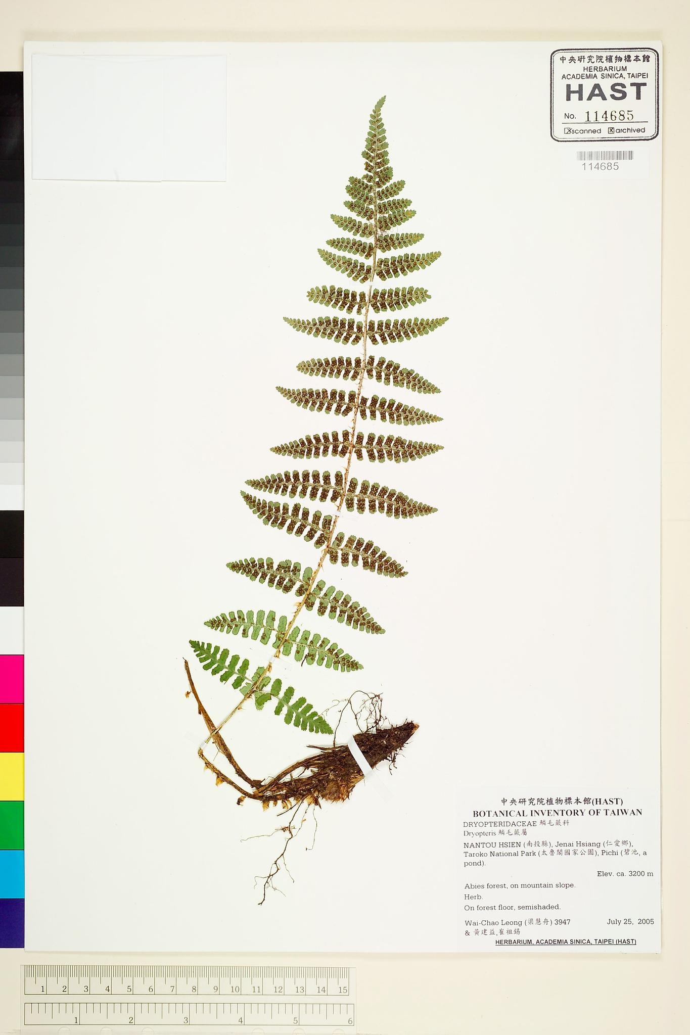 Sample image for viewer