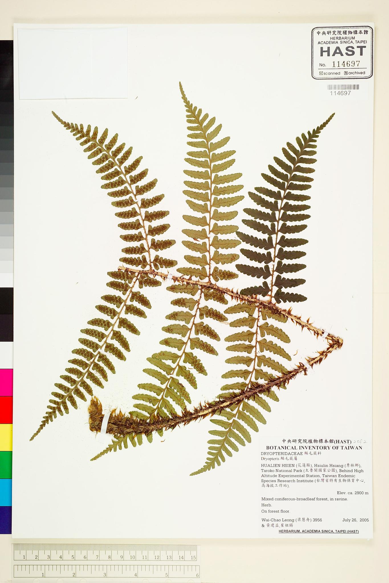 Sample image for viewer