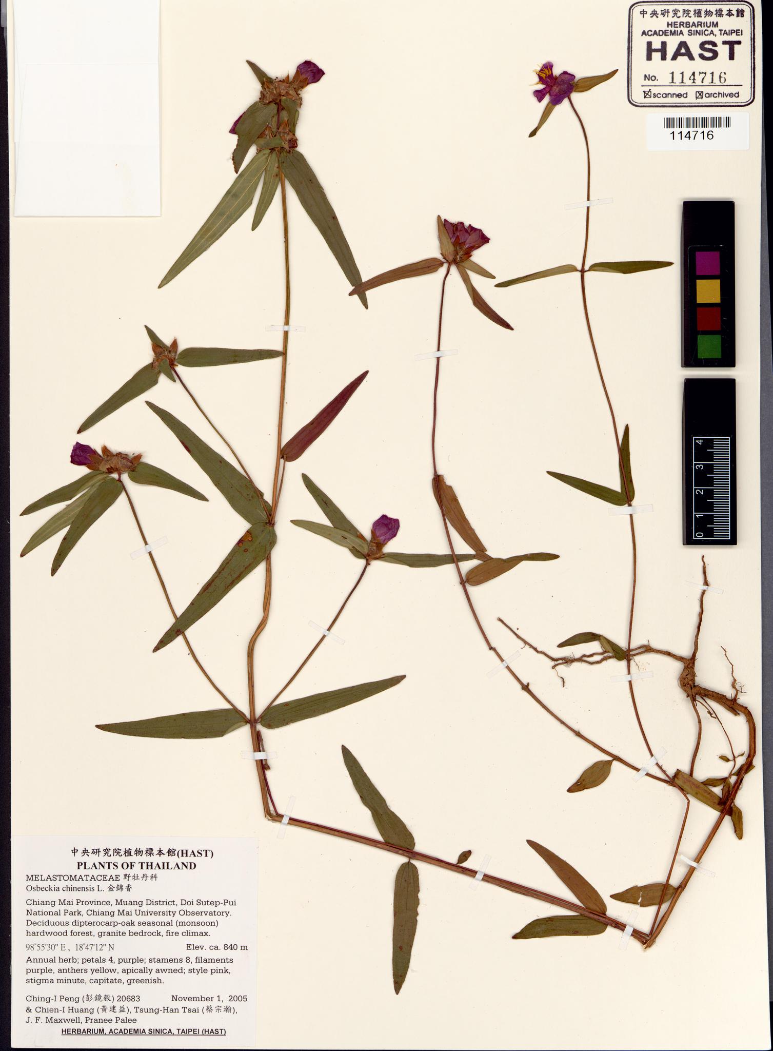 Sample image for viewer