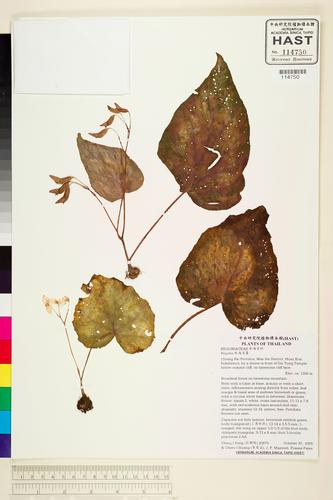 Begonia pengchingii