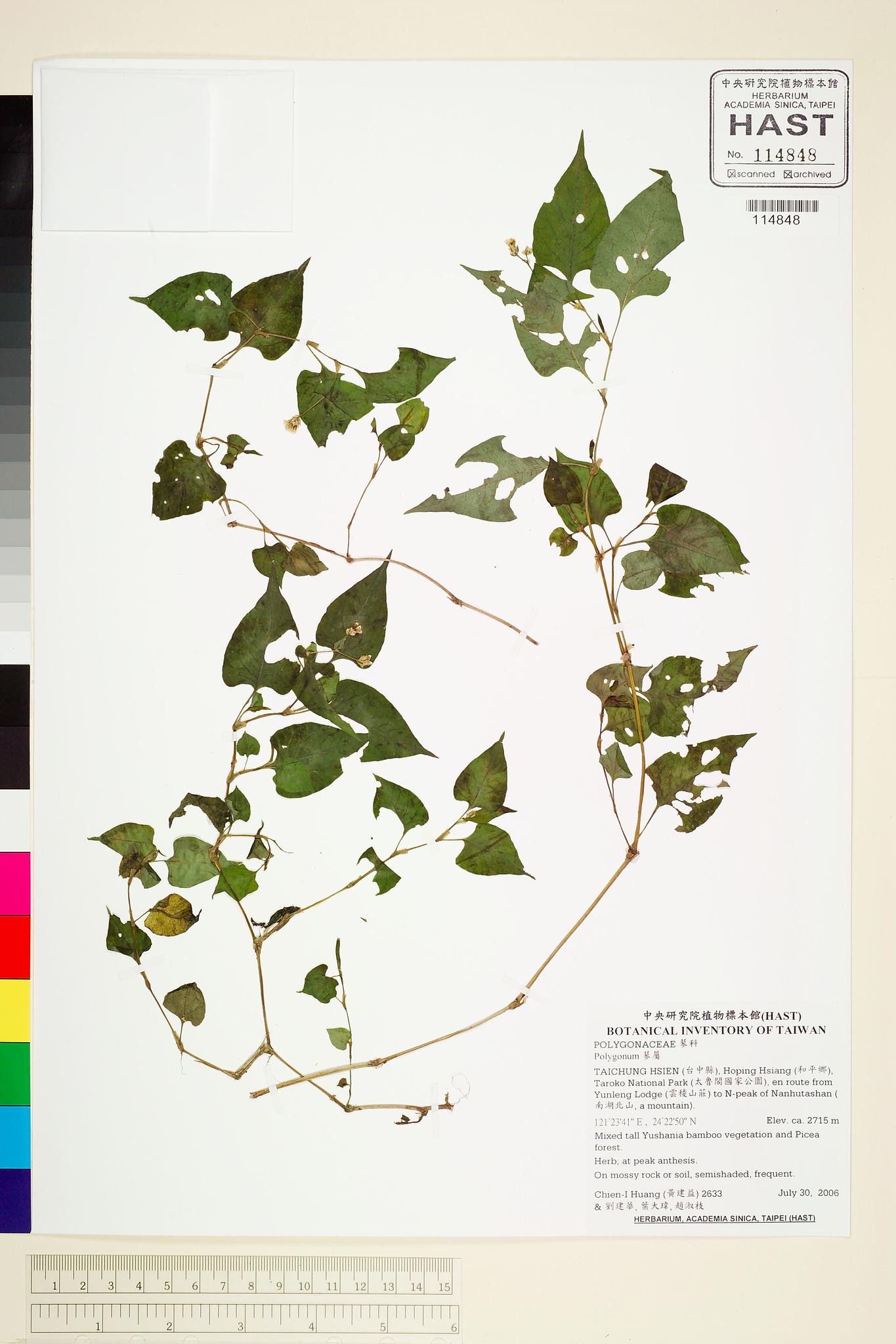 Sample image for viewer