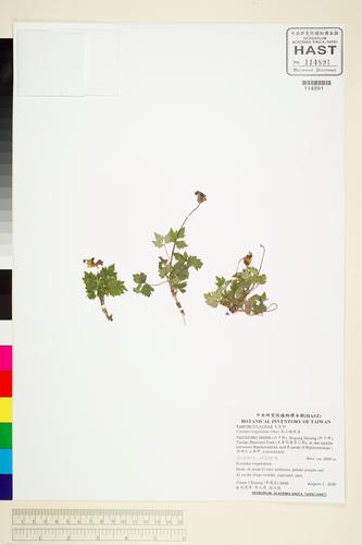 Clematis tsugetorum Ohwi