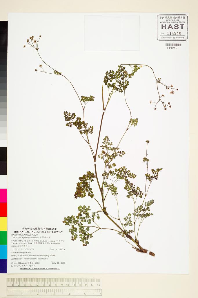 <Unit #67199 Huang, Chien-I | 黃建益 | 2682:: | Thalictrum myriophyllum Ohwi>