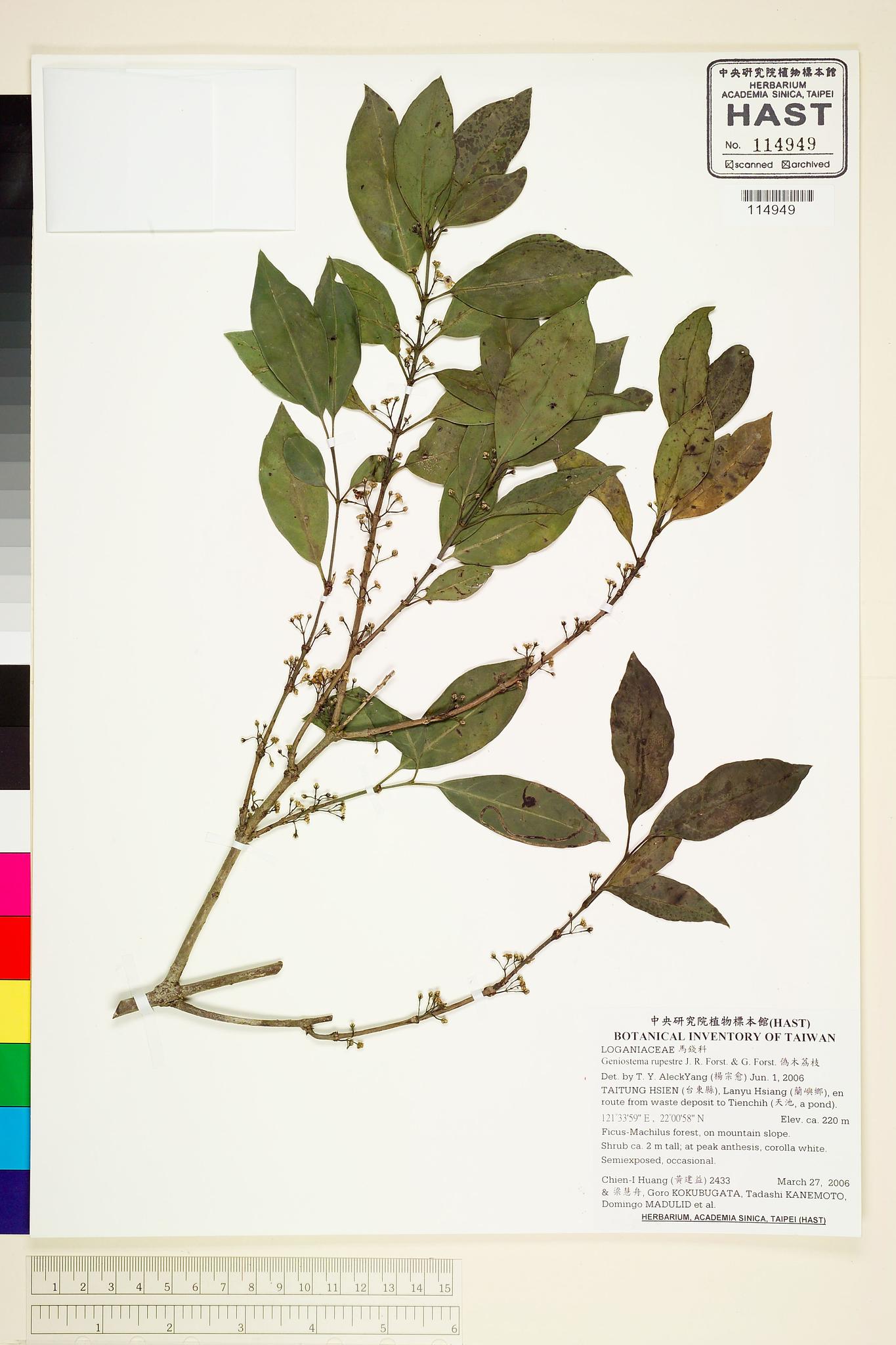 Sample image for viewer