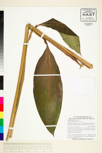 Alpinia intermedia Gagnep.