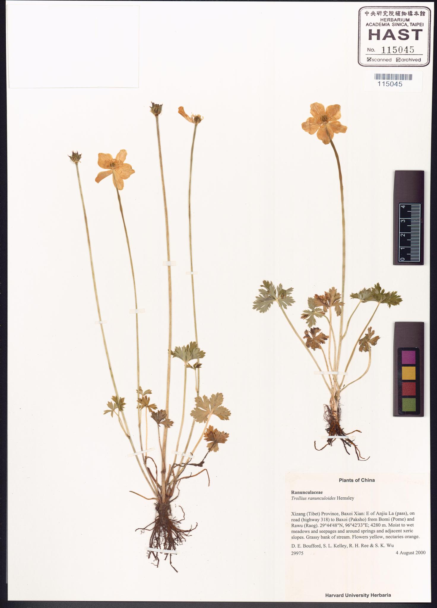 Sample image for viewer