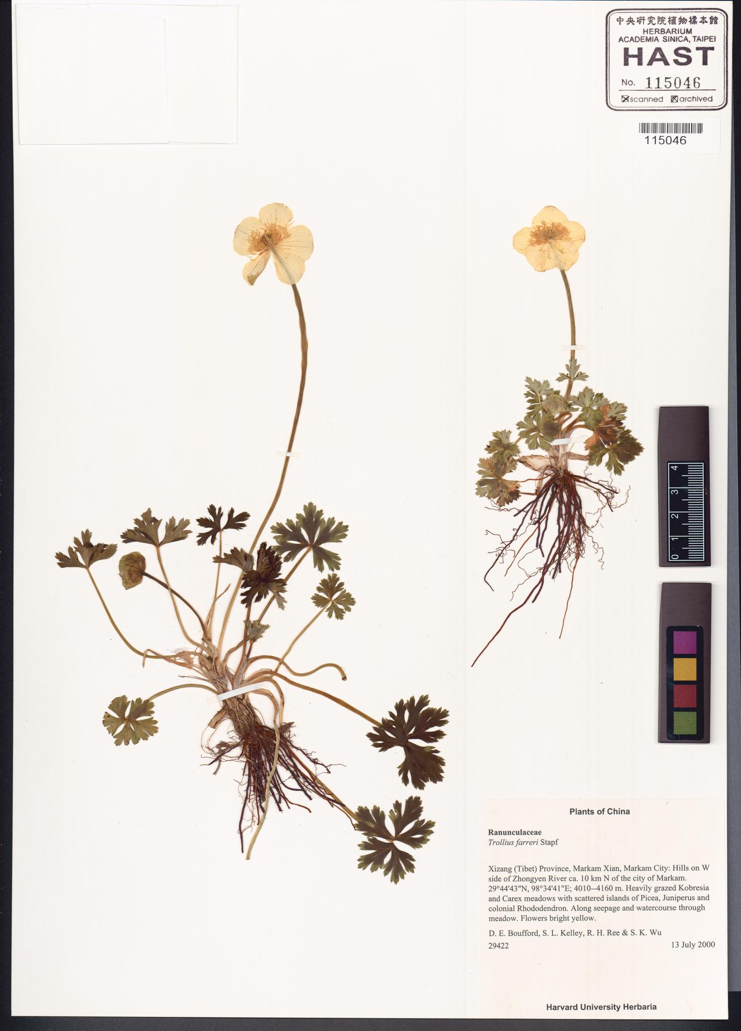 Sample image for viewer