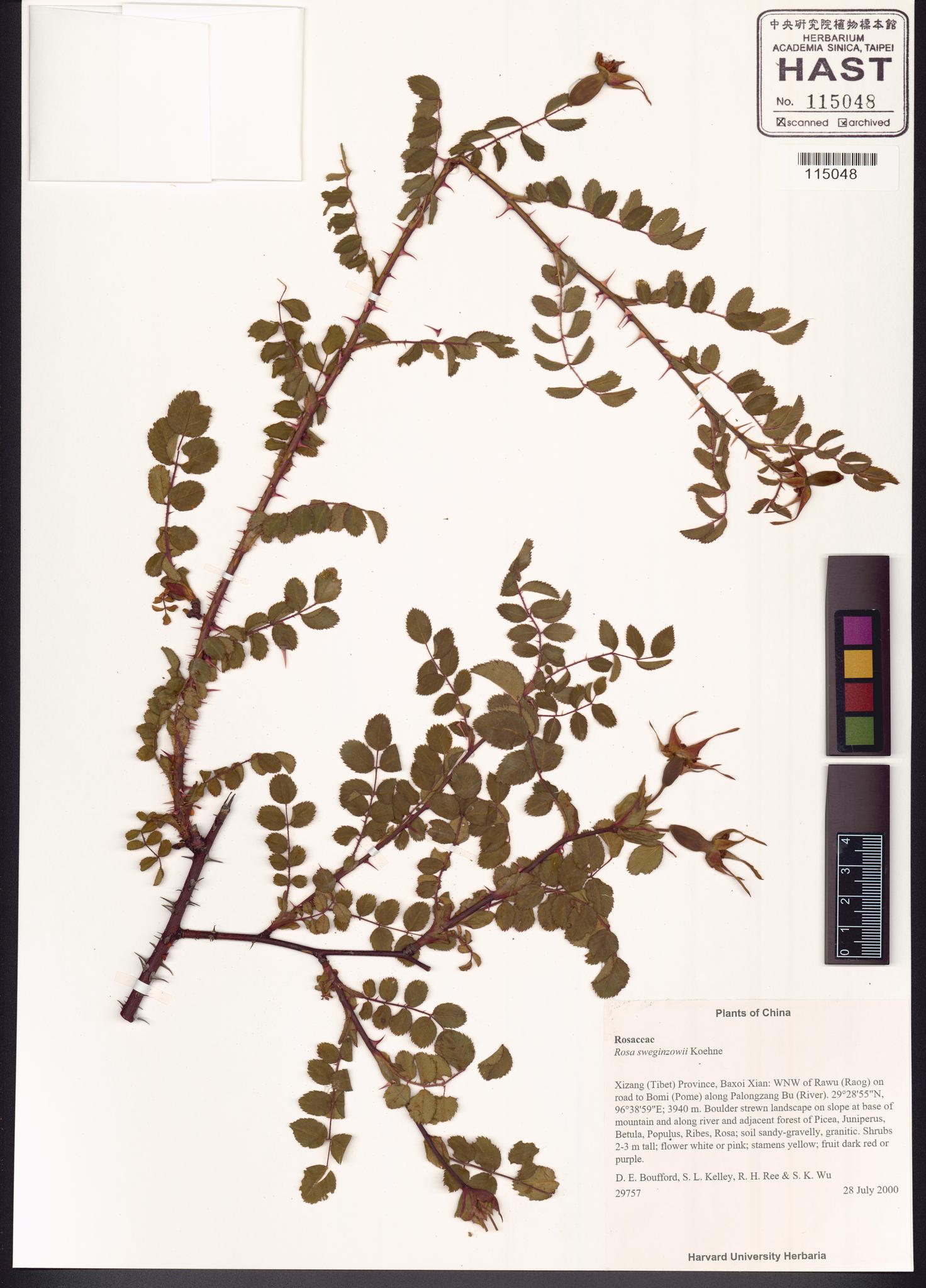 Sample image for viewer