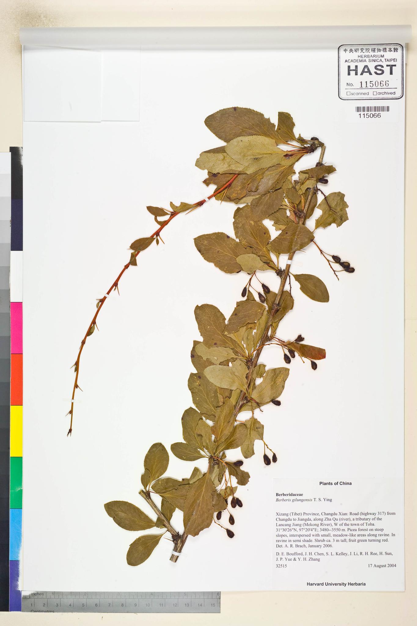 Sample image for viewer